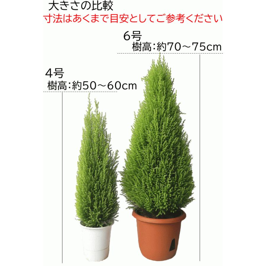 コニファー ゴールドクレスト ウィルマ 4号 庭木 ガーデン苗 人気 Conifer Wilma Size4 緑の風yamashoku ヤフー店 通販 Yahoo ショッピング