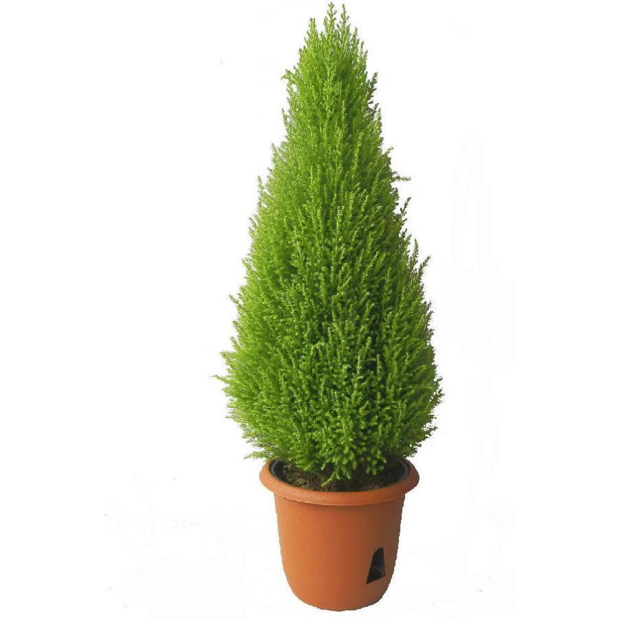 コニファー ゴールドクレスト ウィルマ ６号 Conifer Wilma Size6 緑の風yamashoku ヤフー店 通販 Yahoo ショッピング