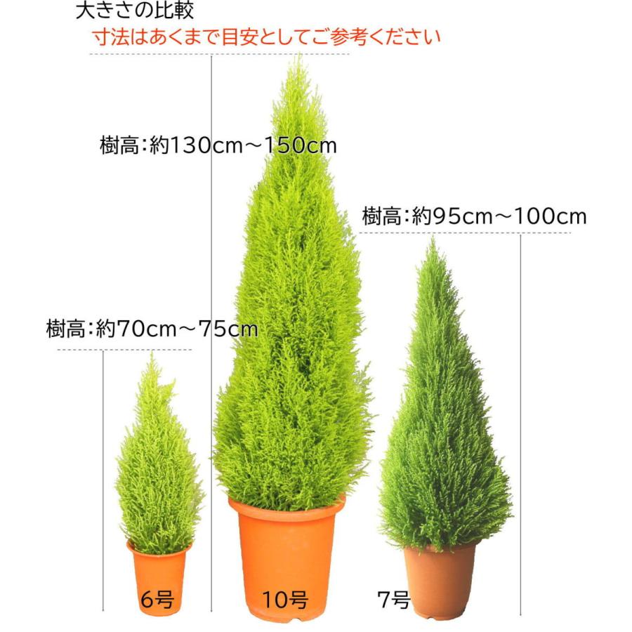 コニファー ゴールドクレスト ウィルマ 7号 庭木 植木 常緑樹 Conifer Conifer Wilma Size7 緑の風yamashoku ヤフー店 通販 Yahoo ショッピング