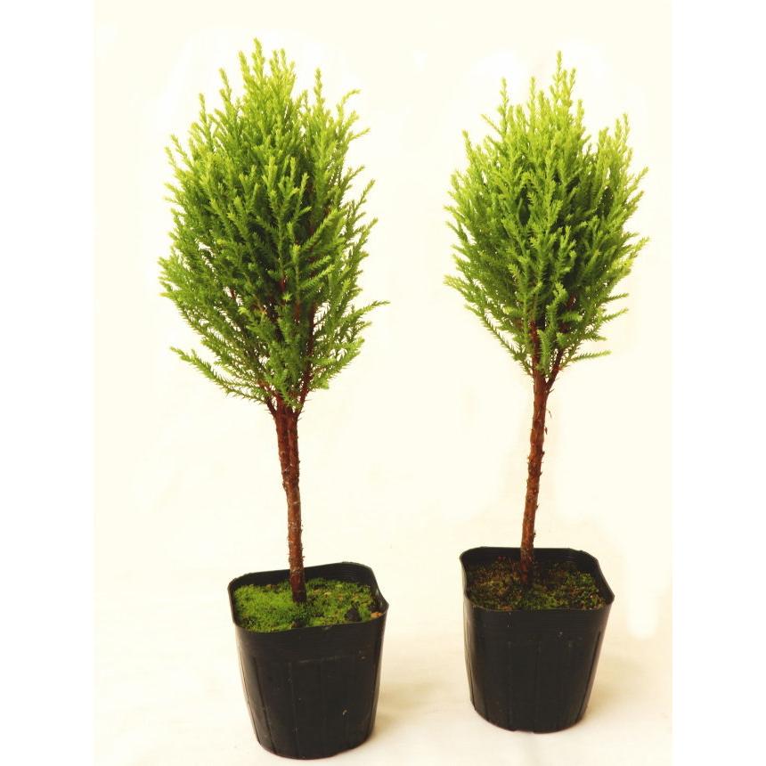 コニファー ゴールドクレスト ウィルマ スタンド仕立て 3号 庭木 植木 常緑樹 Conifer Conifer Wilma Stand 緑の風yamashoku ヤフー店 通販 Yahoo ショッピング