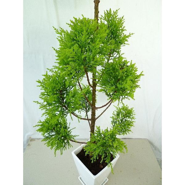 シーズン終了特価 コニファー ゴールドクレスト ウィルマ ランダム 玉ちらし 7号鉢 受け皿付 同梱不可 庭木 植木 00 Conifer Wilma Topiary 2 緑の風yamashoku ヤフー店 通販 Yahoo ショッピング