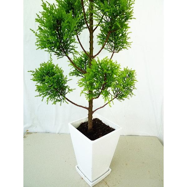 シーズン終了特価 コニファー ゴールドクレスト ウィルマ ランダム 玉ちらし 7号鉢 受け皿付 同梱不可 庭木 植木 00 Conifer Wilma Topiary 2 緑の風yamashoku ヤフー店 通販 Yahoo ショッピング