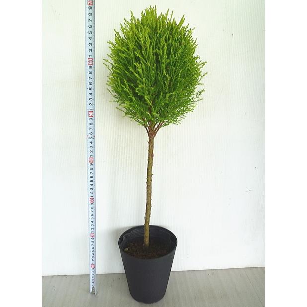 コニファー ゴールドクレスト ウィルマ スタンダード仕立て トールタイプ 5号 Coniferwilmastand5 緑の風yamashoku ヤフー店 通販 Yahoo ショッピング