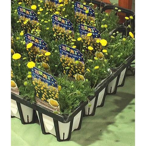 コツラ バルバータ 花ほたる ハナホタル 3 5号 福花園 Cotula Hanahotaru 緑の風yamashoku ヤフー店 通販 Yahoo ショッピング