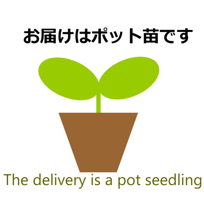 コツラ バルバータ 花ほたる ハナホタル 3 5号 福花園 Cotula Hanahotaru 緑の風yamashoku ヤフー店 通販 Yahoo ショッピング