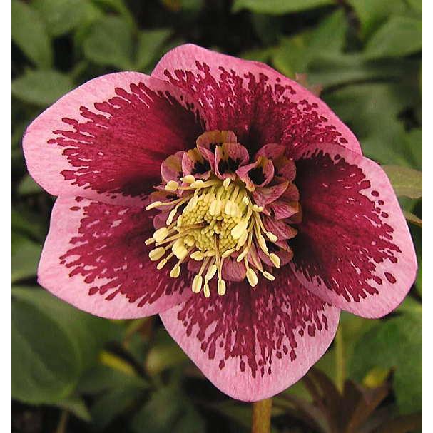 秋冬予約品ｂ クリスマスローズ メリクロン苗 クランベリーシフォン 3号 お届けは11月4日以降です Cranberry Chiffon 緑の風yamashoku ヤフー店 通販 Yahoo ショッピング