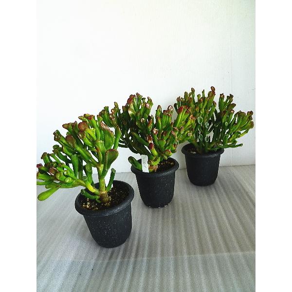 クラッスラ ゴーラム 宇宙の木 多肉植物 ４号 Crassula Gooramu3 緑の風yamashoku ヤフー店 通販 Yahoo ショッピング