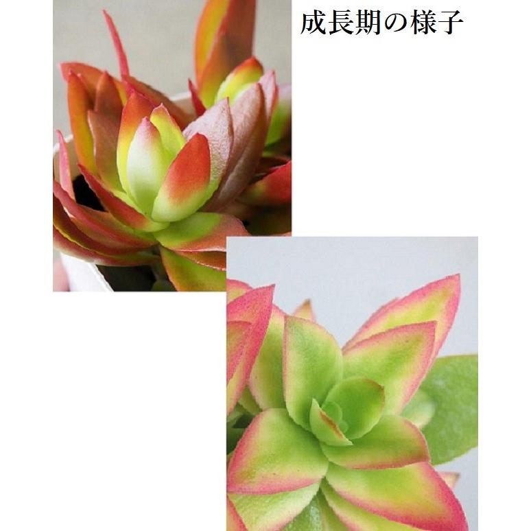 クラッスラ 多肉植物 火祭り ３号 Crassula Himaturi 緑の風yamashoku ヤフー店 通販 Yahoo ショッピング