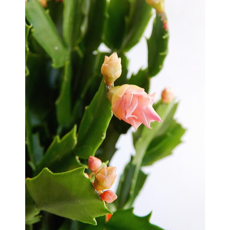 デンマークカクタス 変わり咲き種 ピンクローズ（3.5号）/シャコバサボテン :denmaark-pinkroze3:緑の風yamashoku  ヤフー店 - 通販 - Yahoo!ショッピング