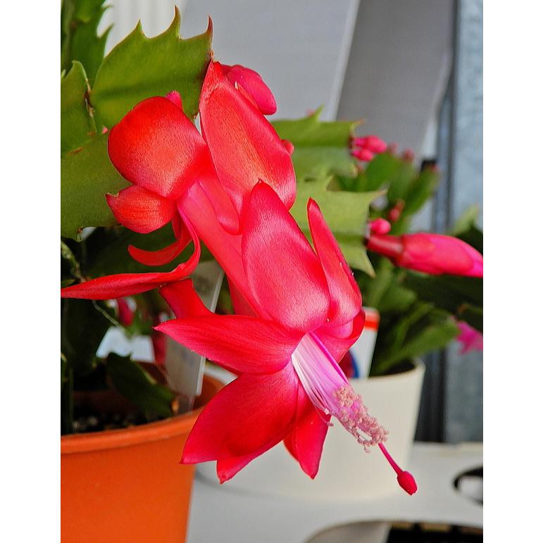 デンマークカクタス トーアカルメン ４号 シャコバサボテン Denmaku Toacarmen 緑の風yamashoku ヤフー店 通販 Yahoo ショッピング