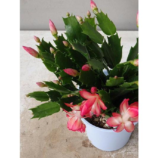 デンマークカクタス トーアカルメン ４号 シャコバサボテン Denmaku Toacarmen 緑の風yamashoku ヤフー店 通販 Yahoo ショッピング