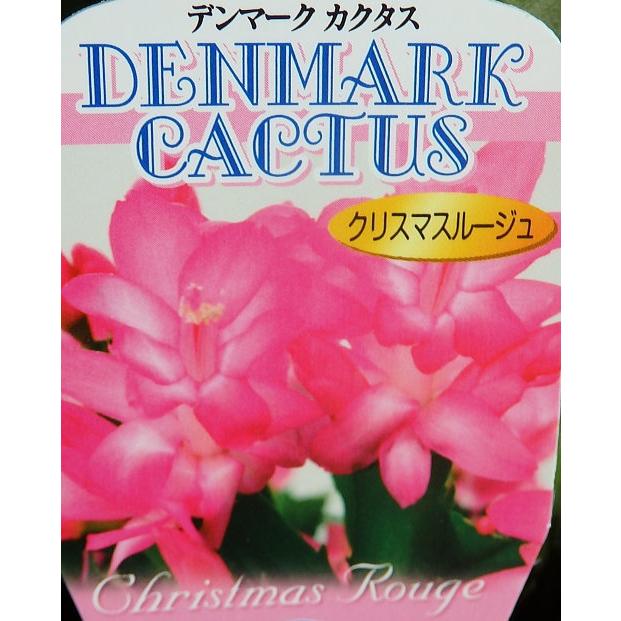 デンマークカクタス クリスマスルージュ ４号鉢 シャコバサボテン Denmark Christmasrouge 4 緑の風yamashoku ヤフー店 通販 Yahoo ショッピング