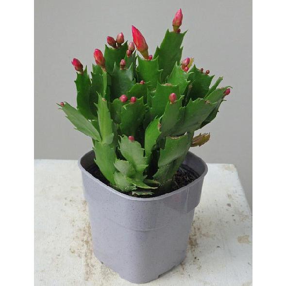 デンマークカクタス ダークマリー 3 5号 シャコバサボテン Denmark Darkmary2 緑の風yamashoku ヤフー店 通販 Yahoo ショッピング