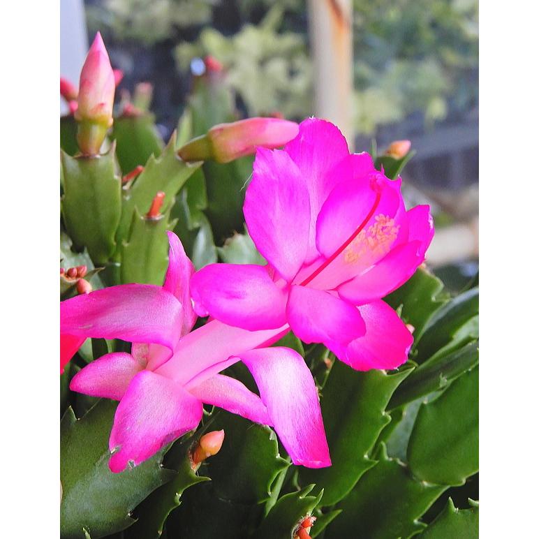 デンマークカクタス カミーラ ピンク系 3 5 4号 シャコバサボテン Denmark Kamiira 6 緑の風yamashoku ヤフー店 通販 Yahoo ショッピング