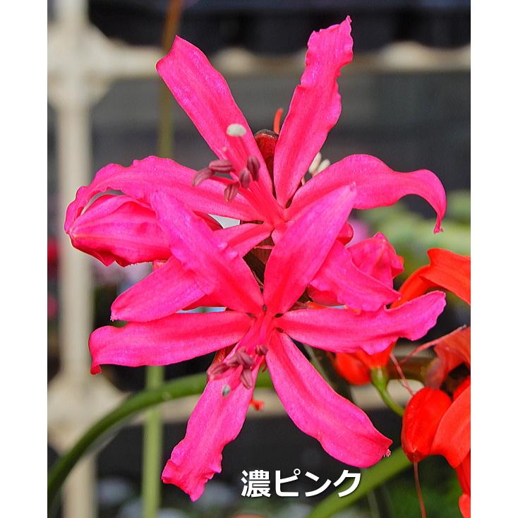 ネリネ ダイヤモンドリリー 濃いピンク系花 3号 Diamondlily Koipink 3 緑の風yamashoku ヤフー店 通販 Yahoo ショッピング