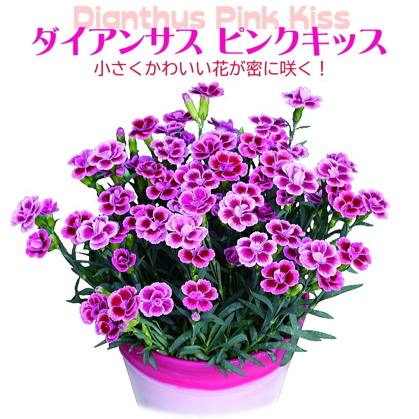 ダイアンサス ナデシコ ピンクキッス 3号 ハルディン Jardin Dianthus Pink Kiss 緑の風yamashoku ヤフー店 通販 Yahoo ショッピング