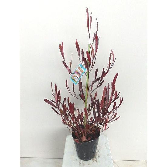 ドドナエア プルプレア ３ ３ ５号 Dodonaea Purupurea 緑の風yamashoku ヤフー店 通販 Yahoo ショッピング