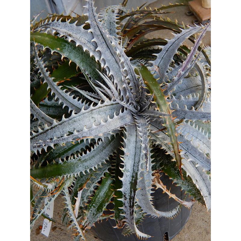 ディッキア グランマルニエ 8号 斑入り 現品販売 同梱不可 Dyckia Gurannmarunie 緑の風yamashoku ヤフー店 通販 Yahoo ショッピング