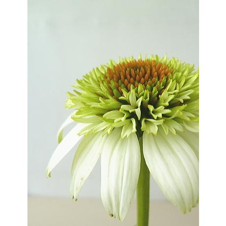 エキナセア ミルクシェイク ４号 最安値