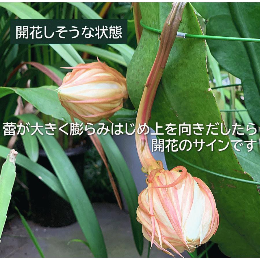 孔雀サボテン 月下美人の大苗 花なし 開花見込み株 6号 Epiphyllum Size6 緑の風yamashoku ヤフー店 通販 Yahoo ショッピング