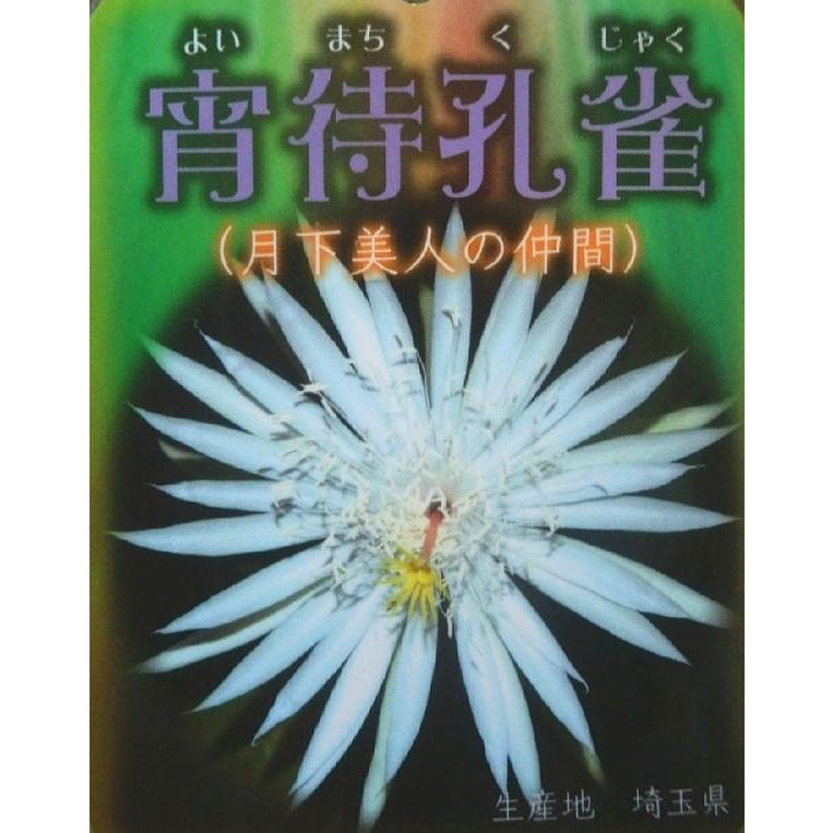 孔雀サボテン交配種 宵待孔雀(5号)花なし・開花見込み株 /月下美人の仲間【人気】