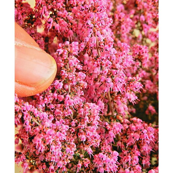 淡雪エリカ プリティレッド 3 5号 Erica Prettyred Size3 緑の風yamashoku ヤフー店 通販 Yahoo ショッピング