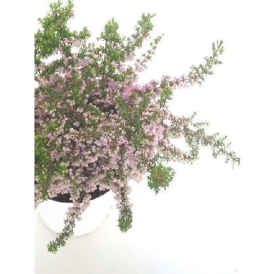 淡雪エリカ ピンク系 ３ ５号 Erika Awayuki Pink 緑の風yamashoku ヤフー店 通販 Yahoo ショッピング