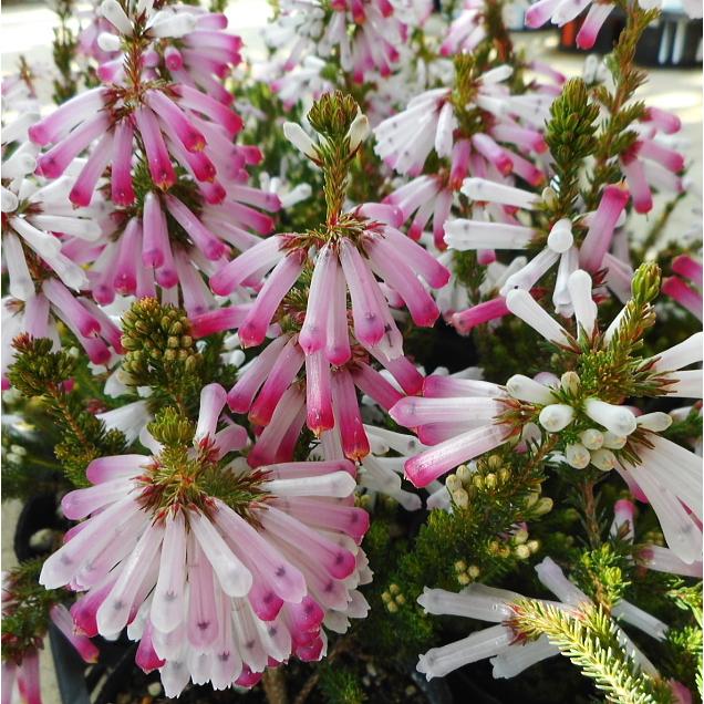 エリカ ホワイトデライト ３ ５号 Erika Whitederaito 緑の風yamashoku ヤフー店 通販 Yahoo ショッピング