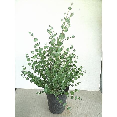 ユーカリ グニー ６号 Eucaly Gunii 緑の風yamashoku ヤフー店 通販 Yahoo ショッピング