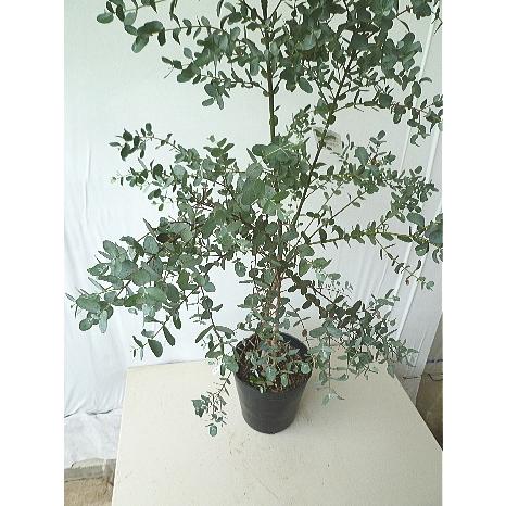 ユーカリ グニー 7号 現品販売タイプａ 同梱不可 代引き決済不可 Eucaly Gunii 2 緑の風yamashoku ヤフー店 通販 Yahoo ショッピング