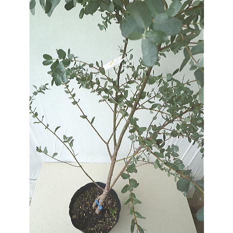 ユーカリ グニー 7号 現品販売タイプａ 同梱不可 代引き決済不可 Eucaly Gunii 2 緑の風yamashoku ヤフー店 通販 Yahoo ショッピング