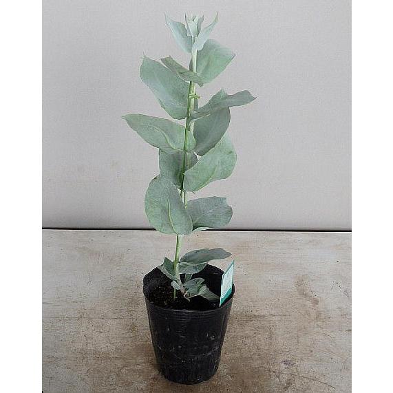 ユーカリ マクロカーパ マクロカルパ ３ ５号 Eucaly Macrocaapa 緑の風yamashoku ヤフー店 通販 Yahoo ショッピング