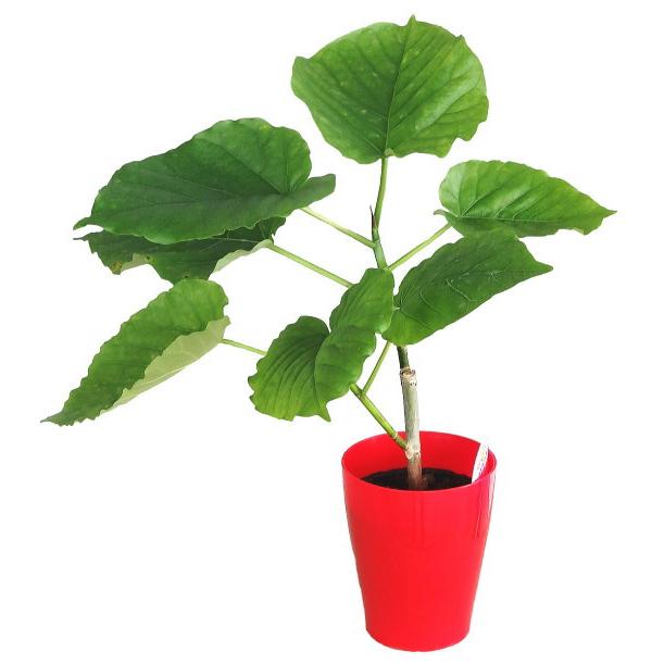 フィカス ウンベラータ ３ ５号 Ficus Umbellata Size3 緑の風yamashoku ヤフー店 通販 Yahoo ショッピング