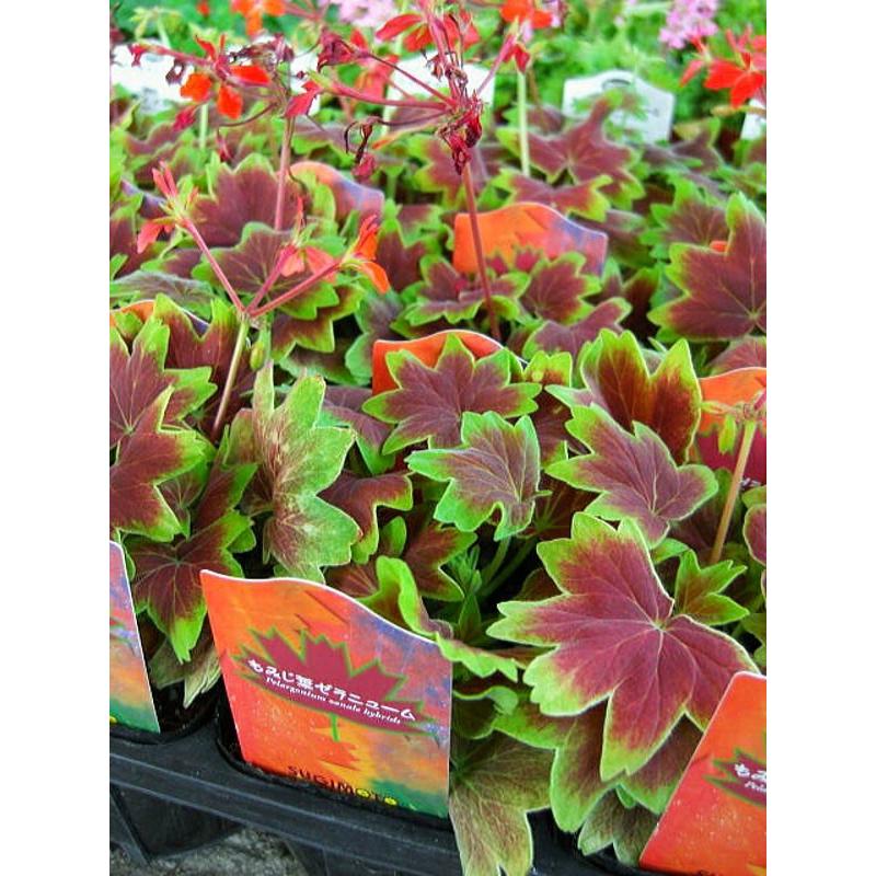 もみじ葉ゼラニウム ３ ３ ５号 Geranium Momiji Size3 緑の風yamashoku ヤフー店 通販 Yahoo ショッピング