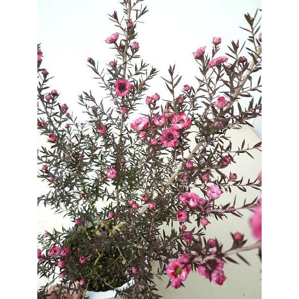 御柳梅 ギョリュウバイ 色幅あります 4号 Gixyorixyuubai 緑の風yamashoku ヤフー店 通販 Yahoo ショッピング