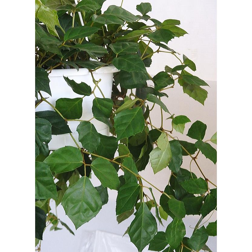 シッサス グレープアイビー ６号 Grapeivy6 緑の風yamashoku ヤフー店 通販 Yahoo ショッピング