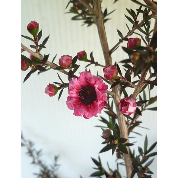 御柳梅 ギョリュウバイ ピンク花 4号 Gyoryubai Pink 4 緑の風yamashoku ヤフー店 通販 Yahoo ショッピング