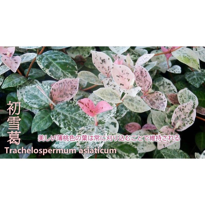 春先取りの ハツユキカズラ 初雪かずら 3号 グラウンドカバー ガーデン苗 人気 Wantannas Go Id