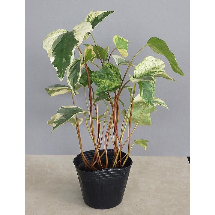 オカメヅタ ヘデラ カナリエンシス 斑入り ３号 Pavlovastudio Ru