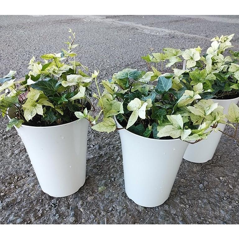 ヘデラ 白雪姫 ６号 Hedera Sirayukihime Size6 緑の風yamashoku ヤフー店 通販 Yahoo ショッピング