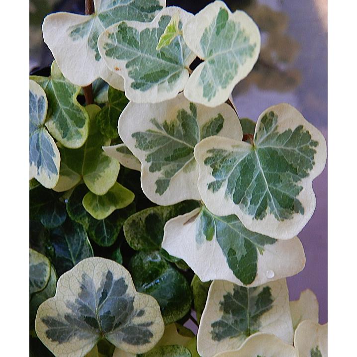 ヘデラ 雪ほたる 3号 Hedera Yukihotaru 緑の風yamashoku ヤフー店 通販 Yahoo ショッピング