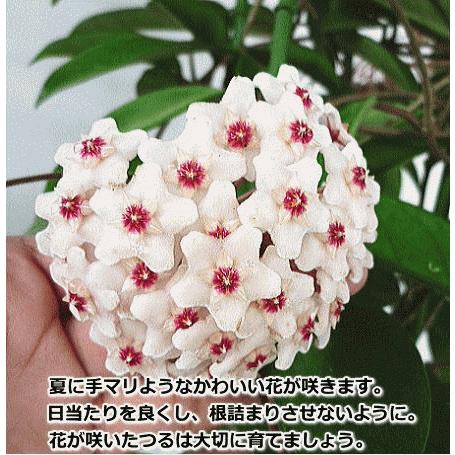 ホヤ カルノーサ サクララン リップカラー ３号 Hoya Lipcolor Size3 緑の風yamashoku ヤフー店 通販 Yahoo ショッピング