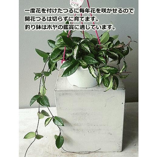 ホヤ カルノーサ サクララン リップカラー ３号 人気 Hoya Lipcolor Size3 緑の風yamashoku ヤフー店 通販 Yahoo ショッピング