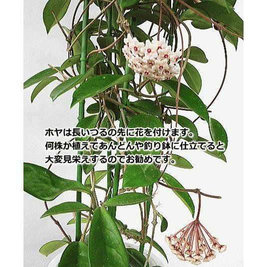 ホヤ カルノーサ サクララン リップカラー ３号 人気 Hoya Lipcolor Size3 緑の風yamashoku ヤフー店 通販 Yahoo ショッピング