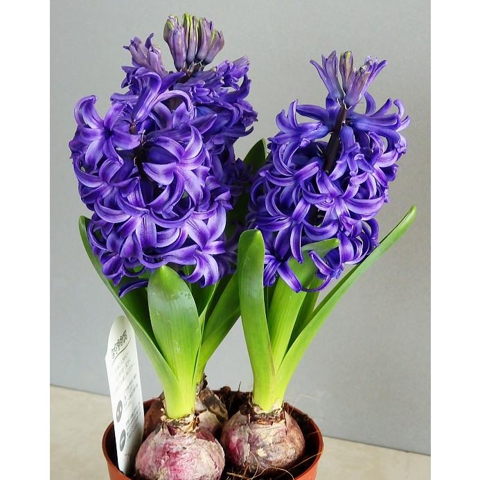 ヒヤシンス ブルー花 3球植え 4号 人気 Hyacinthus Blue 緑の風yamashoku ヤフー店 通販 Yahoo ショッピング