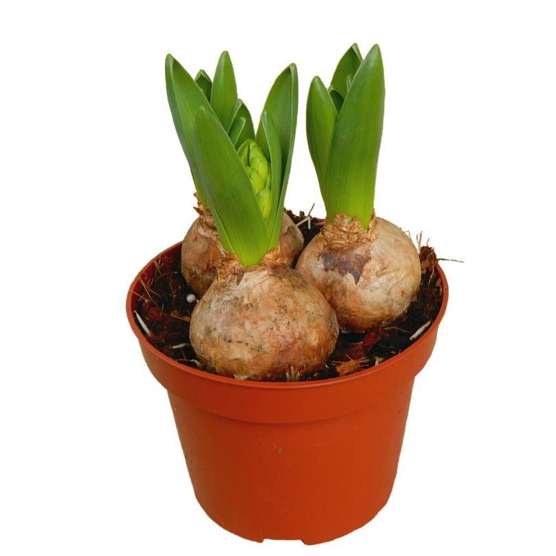 ヒヤシンス ブルー花 3球植え 4号 人気 Hyacinthus Blue 緑の風yamashoku ヤフー店 通販 Yahoo ショッピング