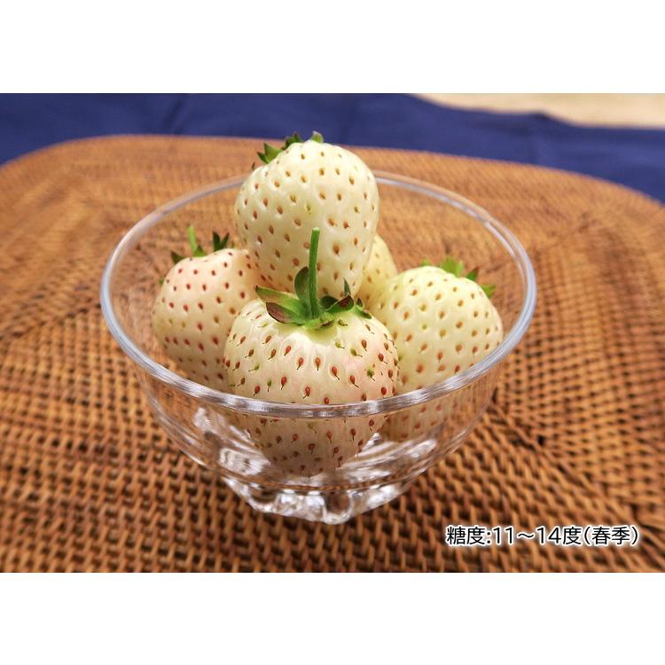 本気野菜 イチゴ 白蜜香 しろみつか 3号 サントリーフラワーズ Ichigo Shiromituka 緑の風yamashoku ヤフー店 通販 Yahoo ショッピング