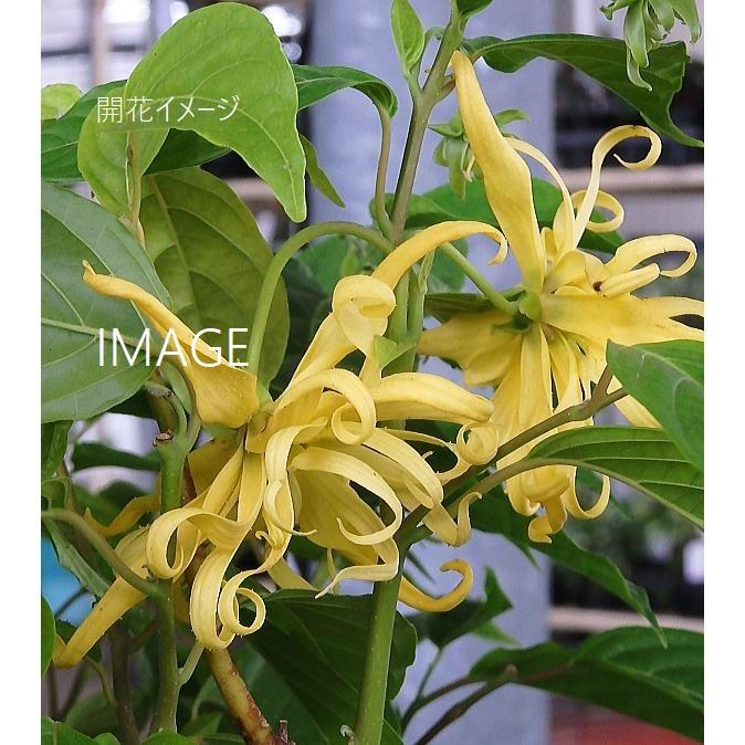 イランイランの木 6号 Irannirannnoki 緑の風yamashoku ヤフー店 通販 Yahoo ショッピング