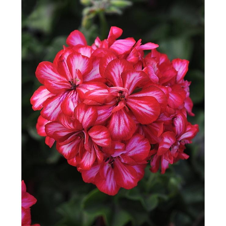 アイビーゼラニウム フォーカス レッドアイス 3 5号 M Bフローラ Ivygera Focus Redice 緑の風yamashoku ヤフー店 通販 Yahoo ショッピング