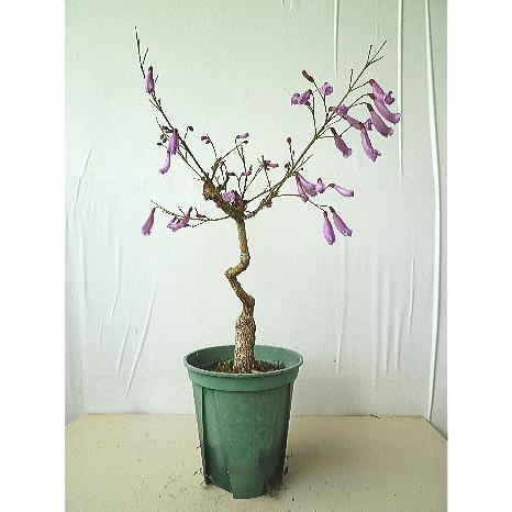 ジャカランダ 日南ピンク ピンクエビータ 接木 矮性種 ７号 現品販売 Jacaranda Nichinannpink 緑の風yamashoku ヤフー店 通販 Yahoo ショッピング